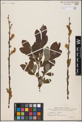 Salix aurita L. x Salix cinerea L.